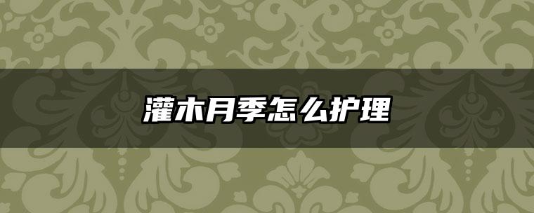 灌木月季怎么护理