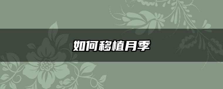 如何移植月季