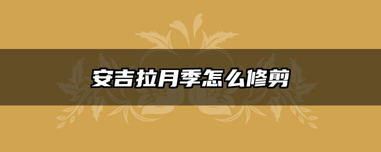 安吉拉月季怎么修剪