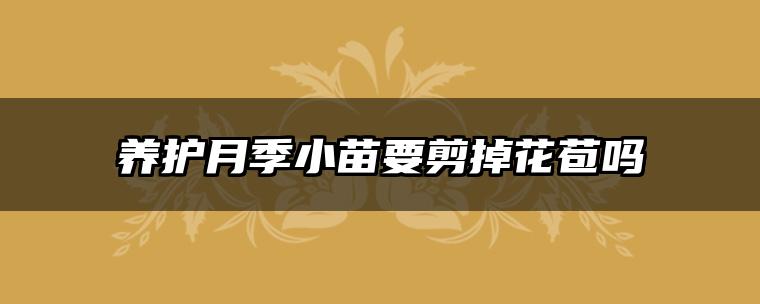 养护月季小苗要剪掉花苞吗