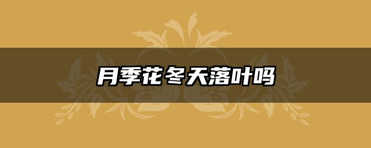 月季花冬天落叶吗