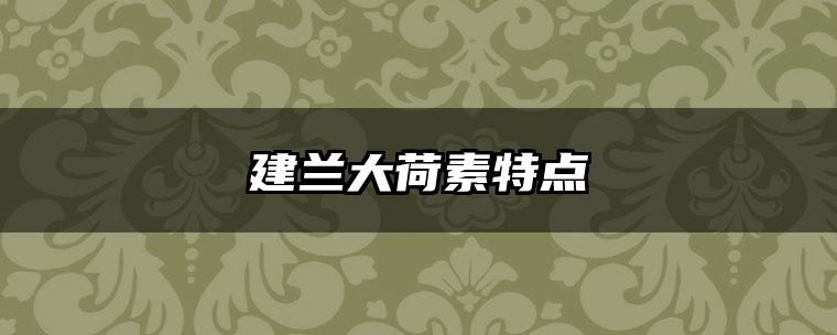 建兰大荷素特点