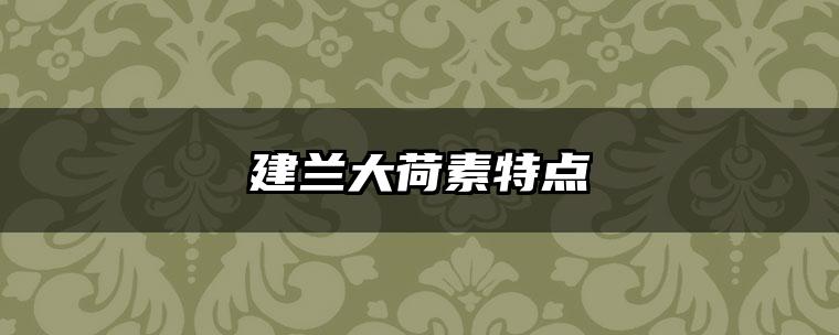 建兰大荷素特点