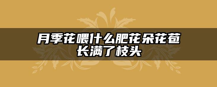 月季花喂什么肥花朵花苞长满了枝头