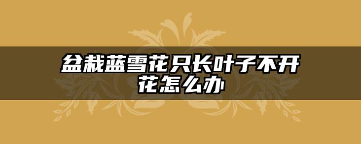 盆栽蓝雪花只长叶子不开花怎么办