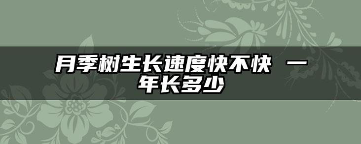 月季树生长速度快不快 一年长多少