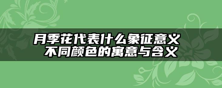 月季花代表什么象征意义 不同颜色的寓意与含义
