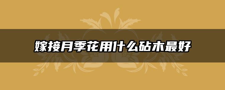 嫁接月季花用什么砧木最好