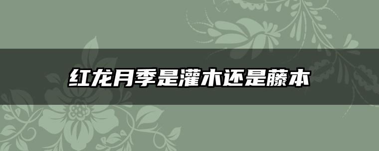 红龙月季是灌木还是藤本