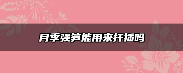 月季强笋能用来扦插吗