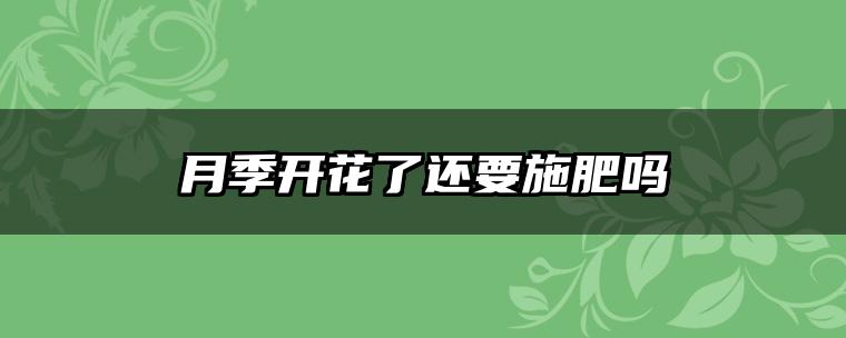 月季开花了还要施肥吗