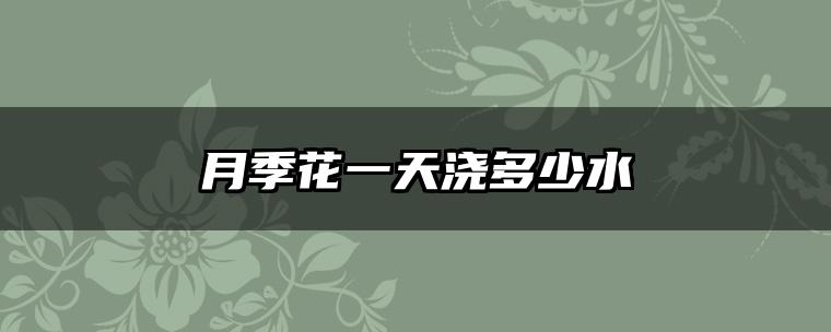 月季花一天浇多少水