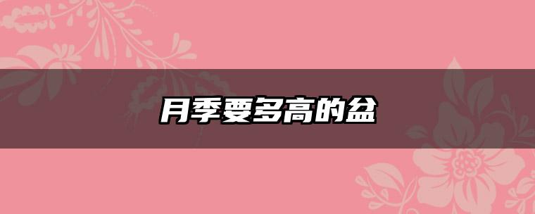 月季要多高的盆