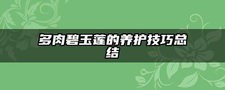 多肉碧玉莲的养护技巧总结