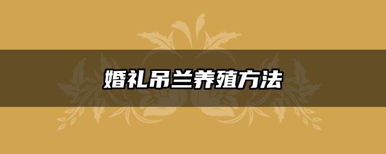 婚礼吊兰养殖方法