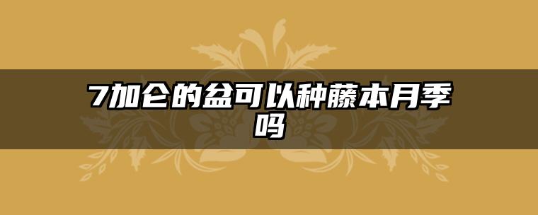 7加仑的盆可以种藤本月季吗