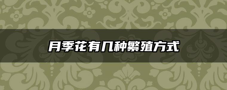 月季花有几种繁殖方式