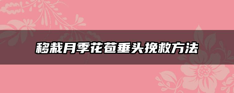 移栽月季花苞垂头挽救方法