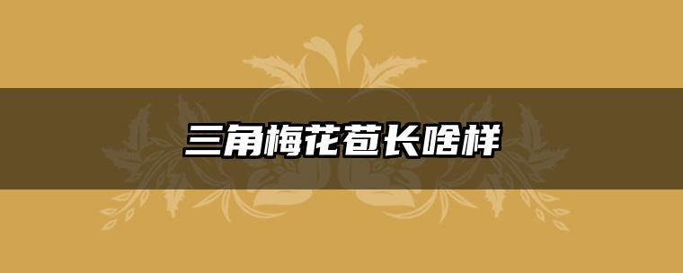 三角梅花苞长啥样