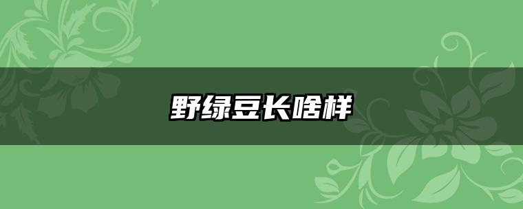 野绿豆长啥样