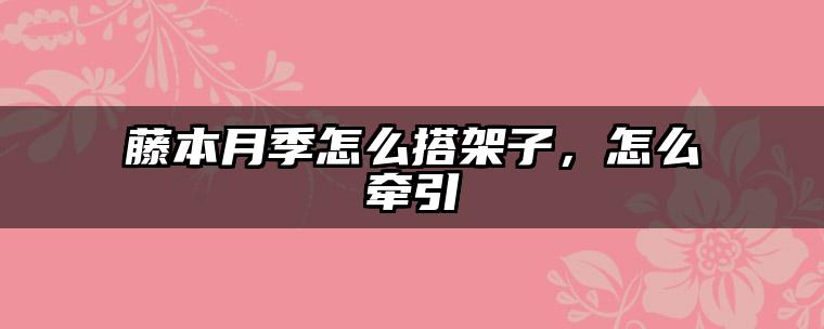 藤本月季怎么搭架子,怎么牵引