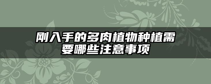 刚入手的多肉植物种植需要哪些注意事项