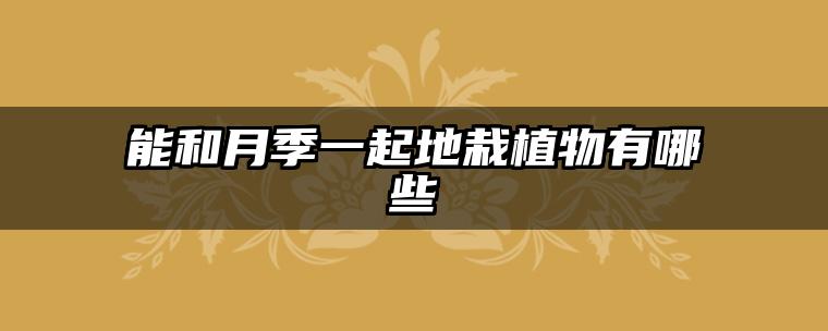 能和月季一起地栽植物有哪些