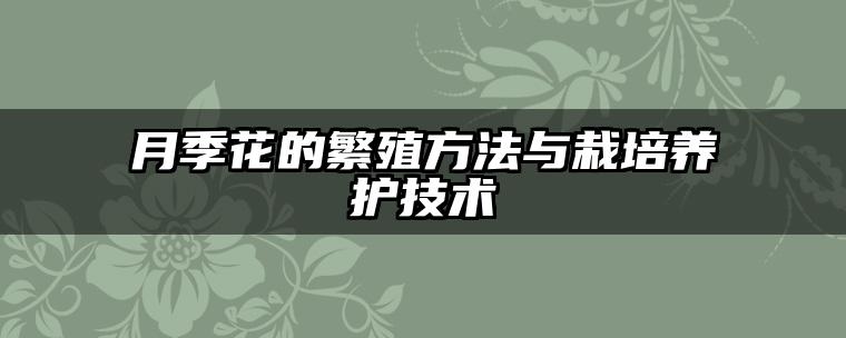 月季花的繁殖方法与栽培养护技术