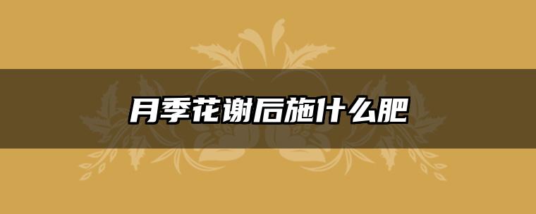 月季花谢后施什么肥