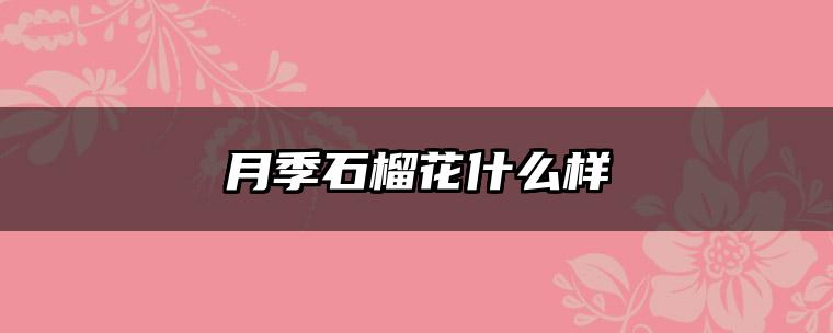 月季石榴花什么样