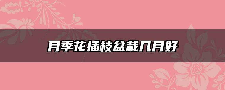 月季花插枝盆栽几月好