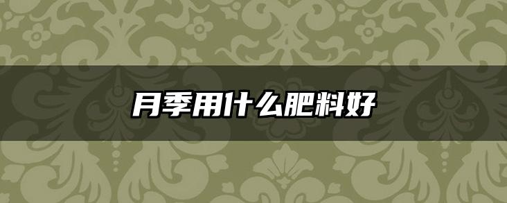 月季用什么肥料好