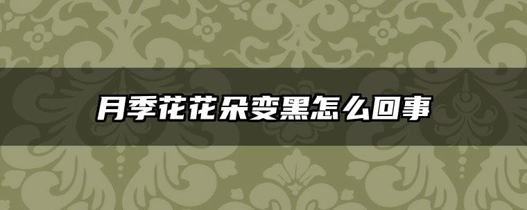 月季花花朵变黑怎么回事
