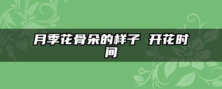 月季花骨朵的样子 开花时间