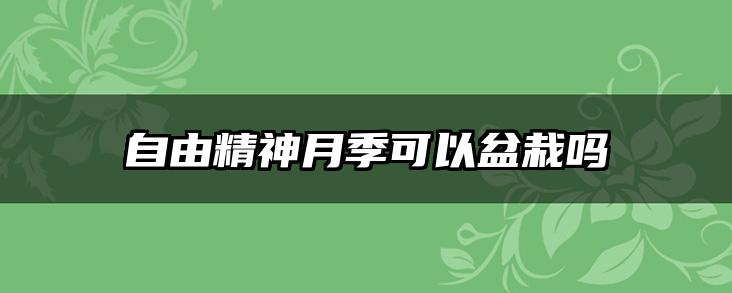 自由精神月季可以盆栽吗