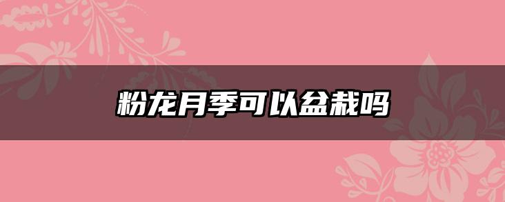 粉龙月季可以盆栽吗