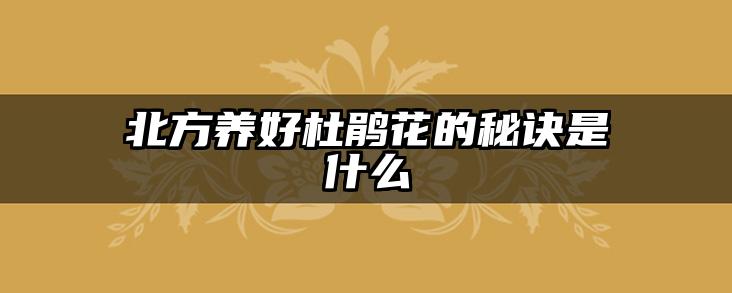 北方养好杜鹃花的秘诀是什么