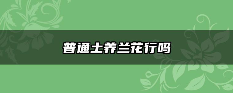 普通土养兰花行吗