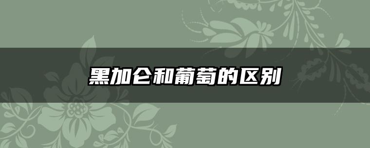 黑加仑和葡萄的区别