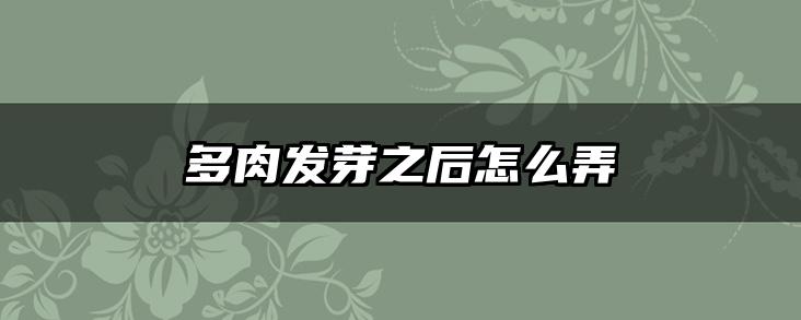 多肉发芽之后怎么弄