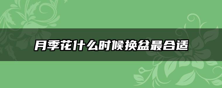 月季花什么时候换盆最合适