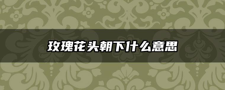 玫瑰花头朝下什么意思