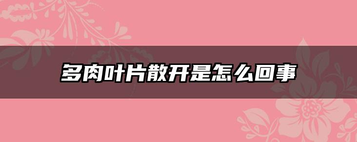 多肉叶片散开是怎么回事