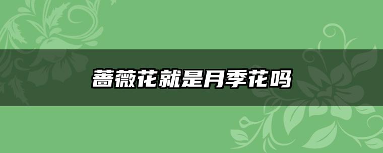 蔷薇花就是月季花吗
