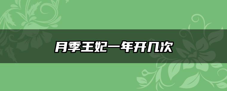 月季王妃一年开几次