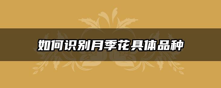 如何识别月季花具体品种