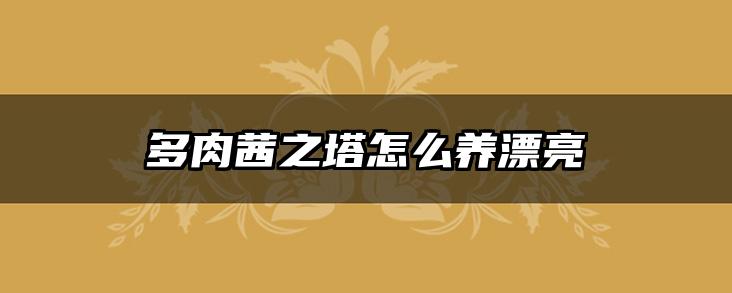 多肉茜之塔怎么养漂亮