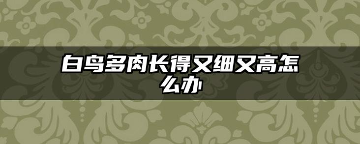 白鸟多肉长得又细又高怎么办