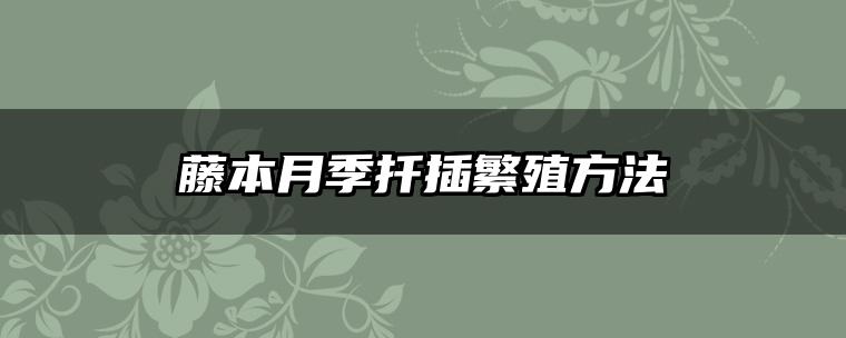 藤本月季扦插繁殖方法