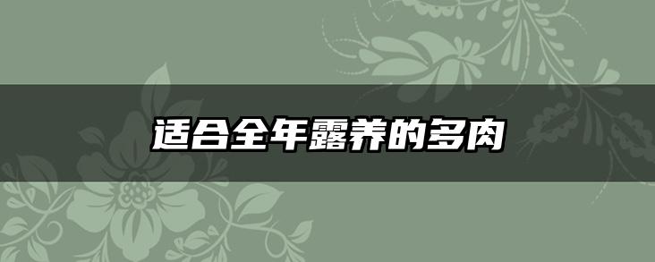 适合全年露养的多肉